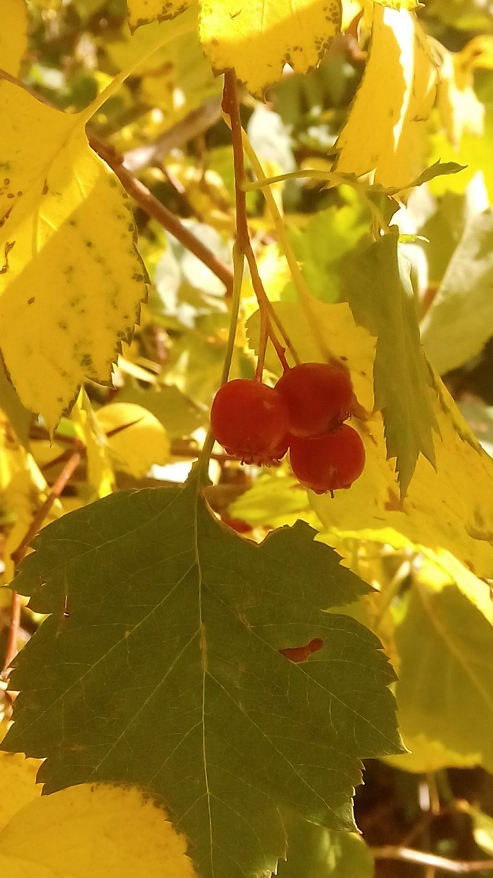 autumn