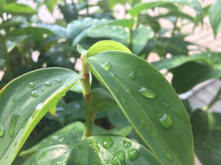 Dew on leaf.