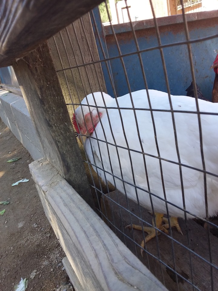 chicken