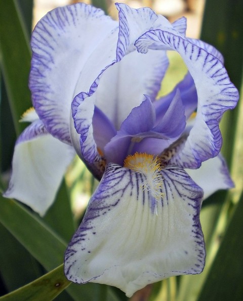 closeup, flower wallpapers