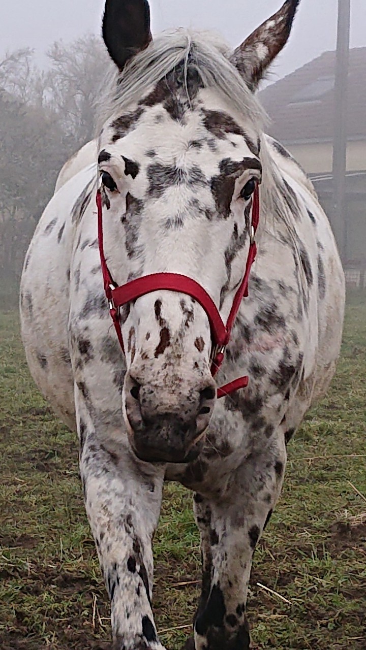 cheval