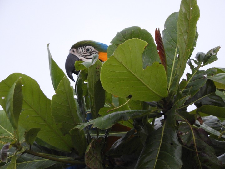 Arara