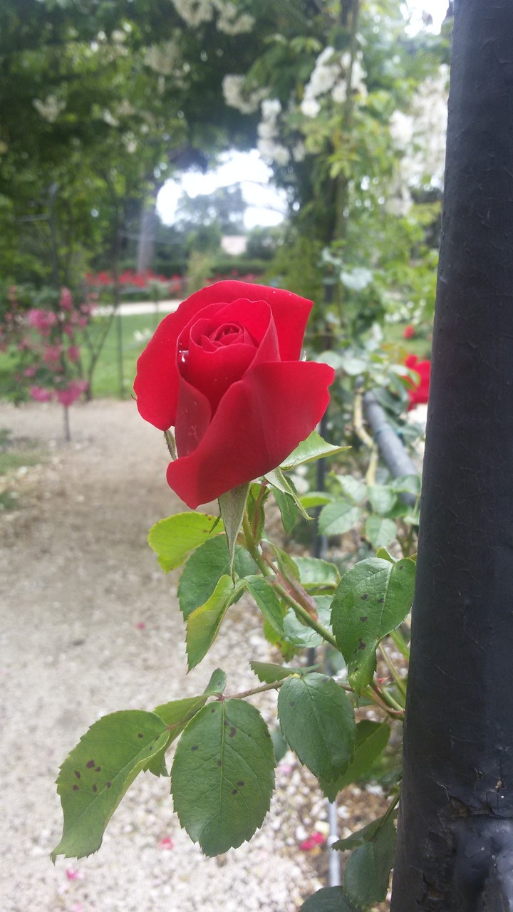 роза