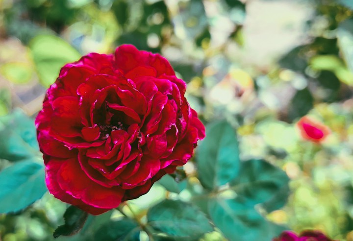 Red Rose