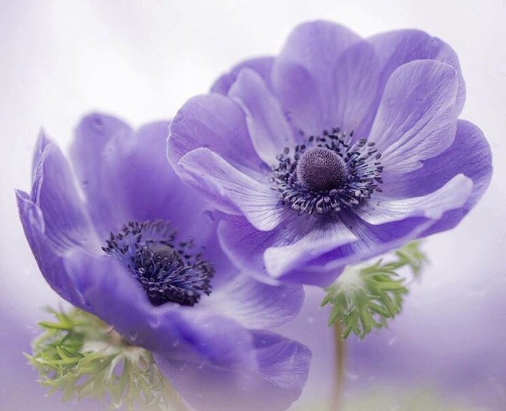 purple anemone sasanka