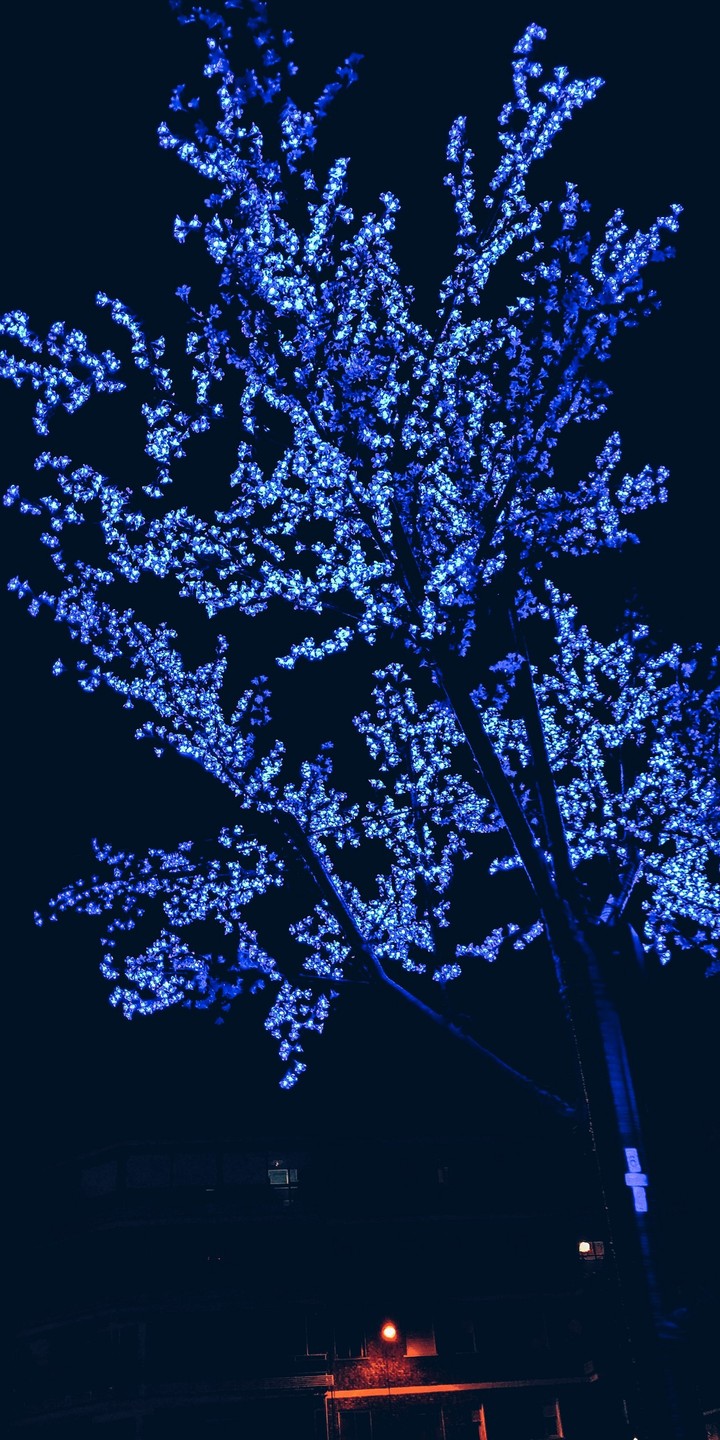 Blue tree