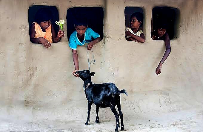 The eyes of an animal have the ability to speak grt language