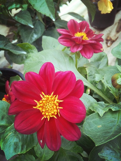 plant, flower háttérképek