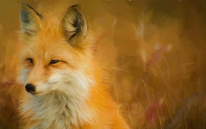 Fox