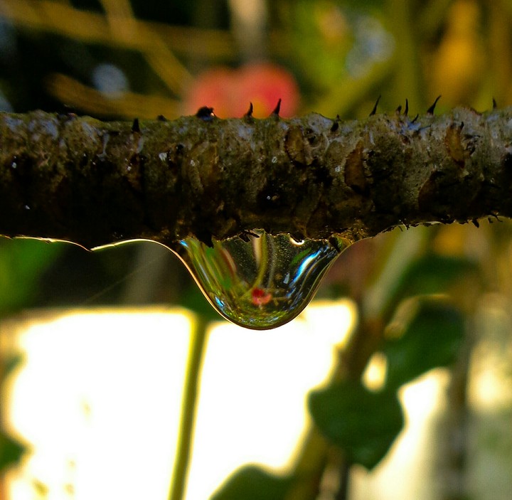 drops