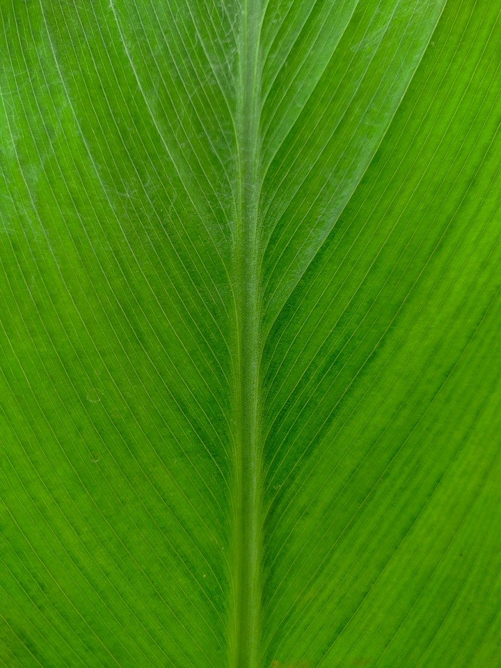 LEAF STRUCTURE