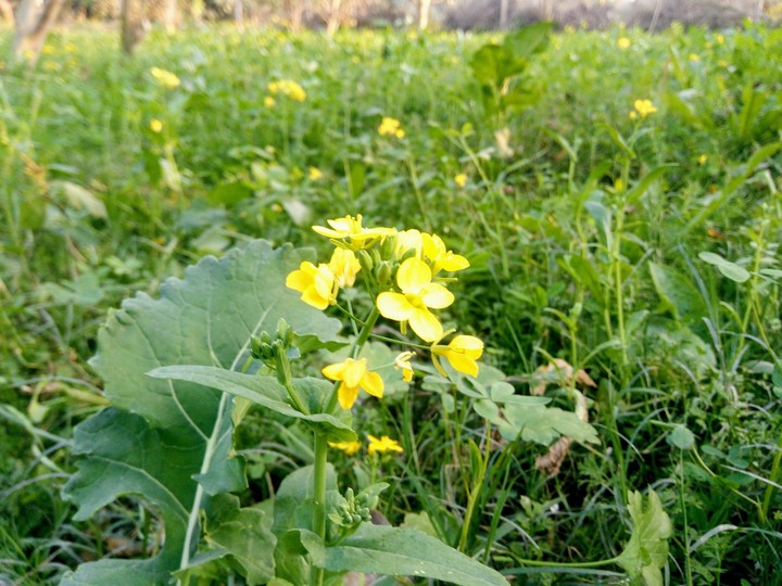 Yellow Mastard