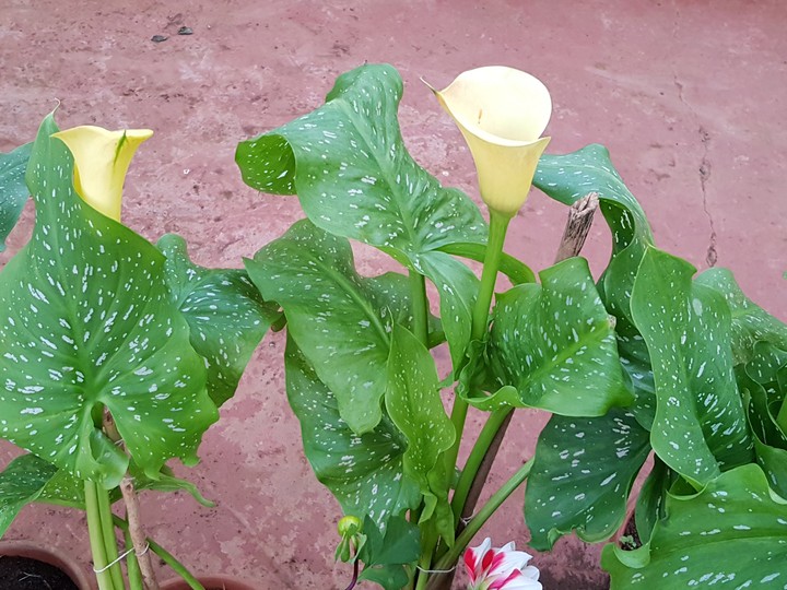 yellow cala Lillie