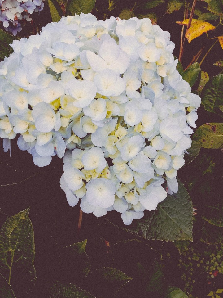 Hydrangea
