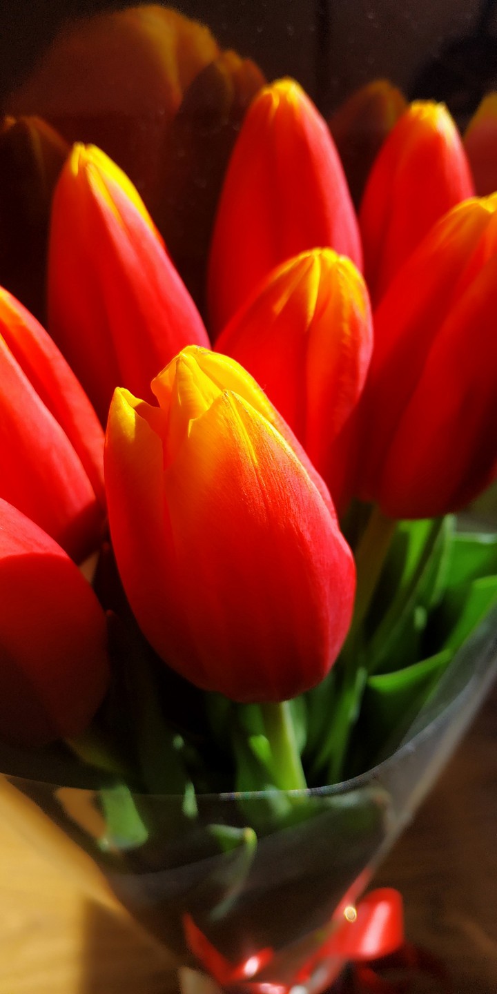 Tulips