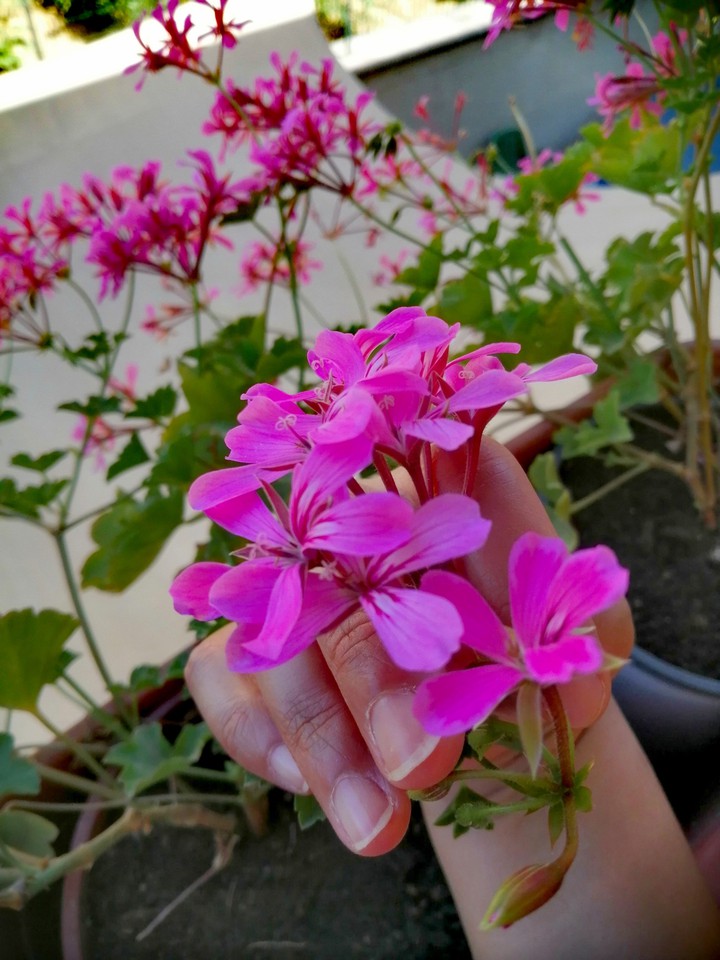 fiori d estate