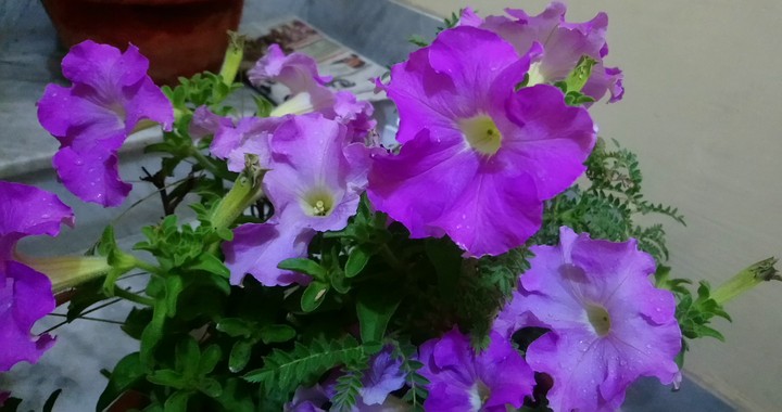 petunia