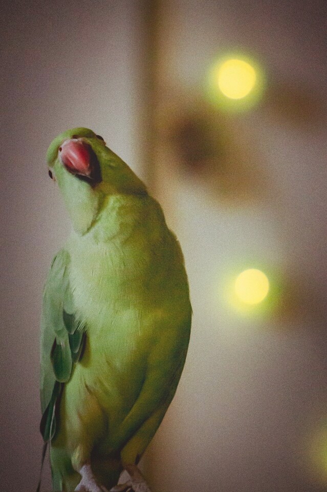 Green bird king