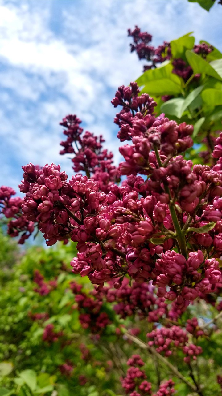 spring lilacs