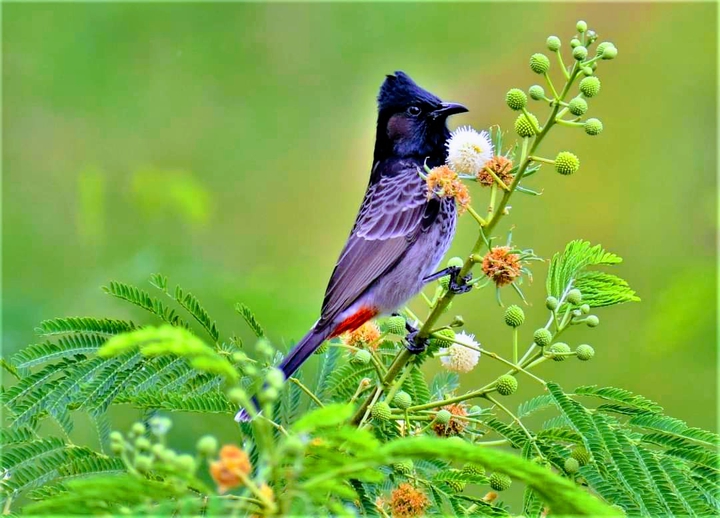 The Singer