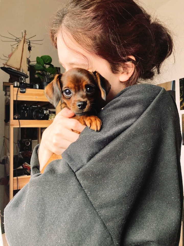 cute puppy