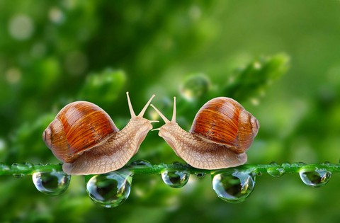 tapety fauna, escargot