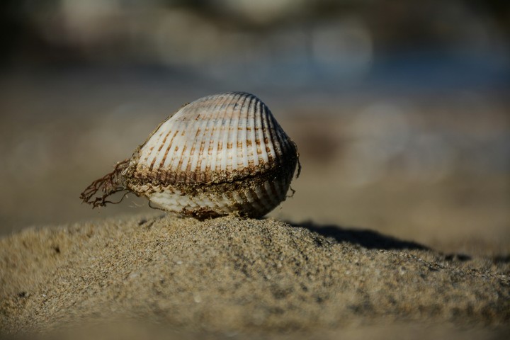 .