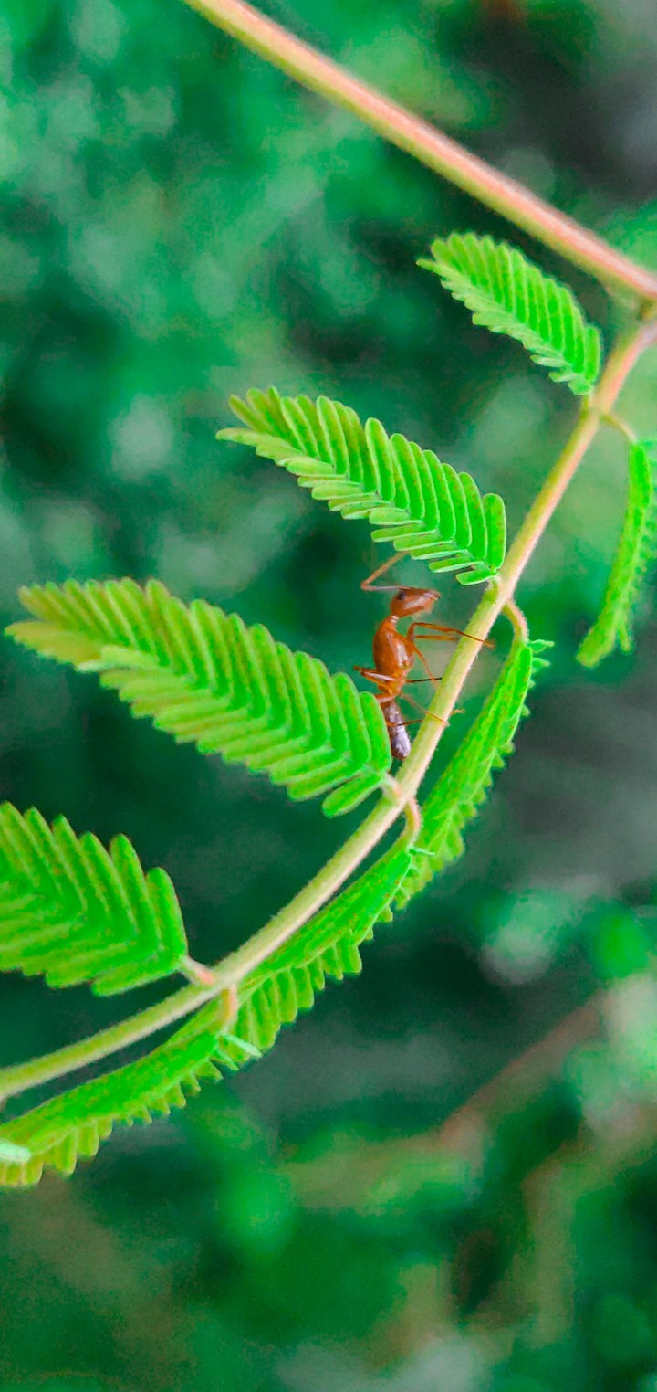 Ant