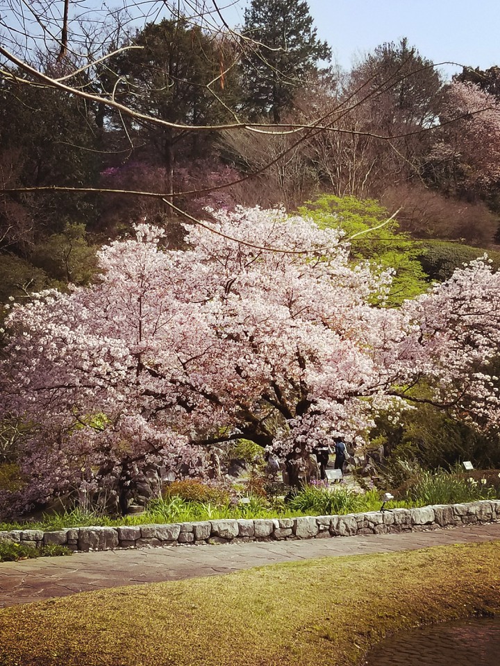 陽春の花④