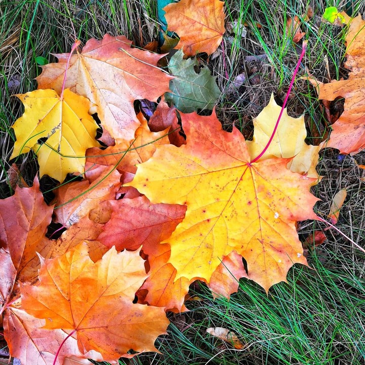 autumn