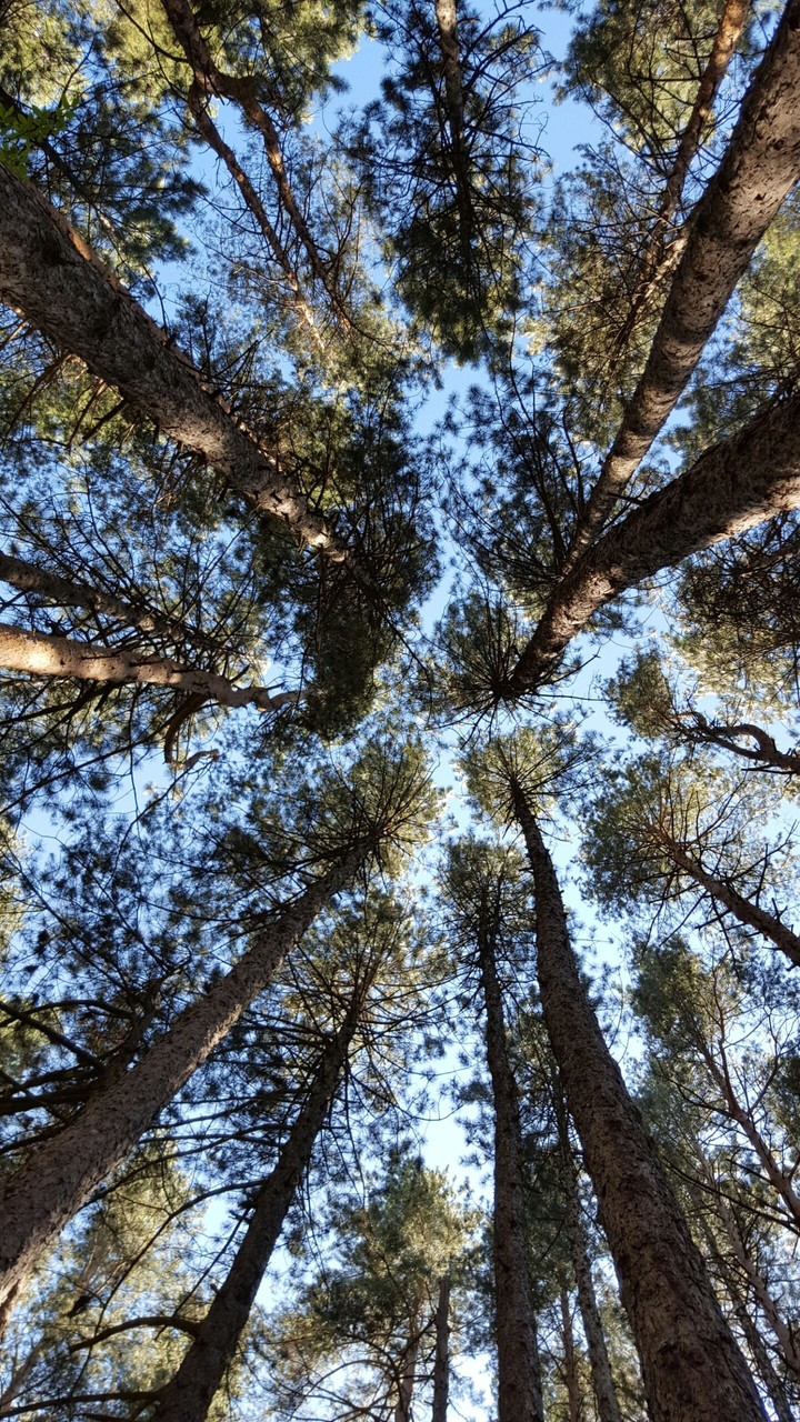 forest