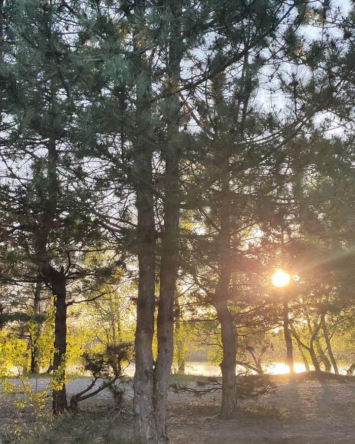 Pine forest