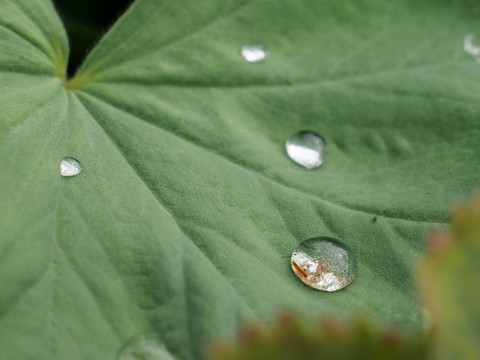 Blatt/Leaf, Regentropfen/Raindrops