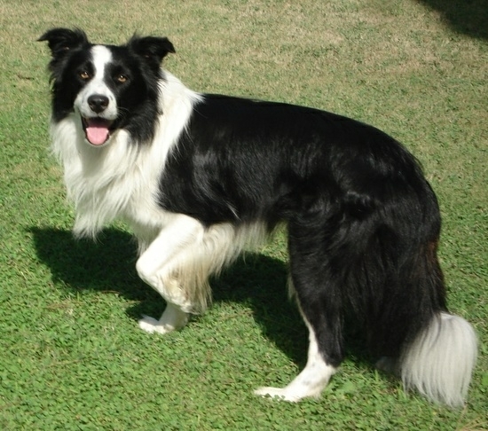 bordel collie
