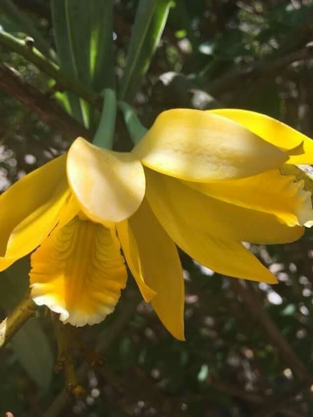 flores