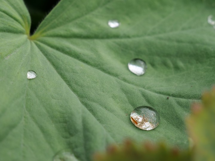 Blatt/Leaf, Regentropfen/Raindrops