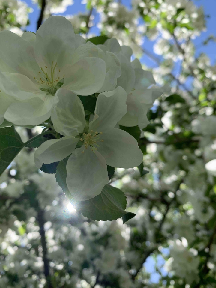 flowers