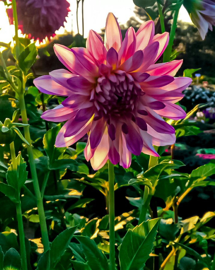 nature of beauty