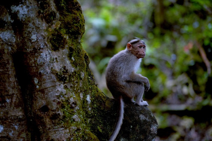 monkey
