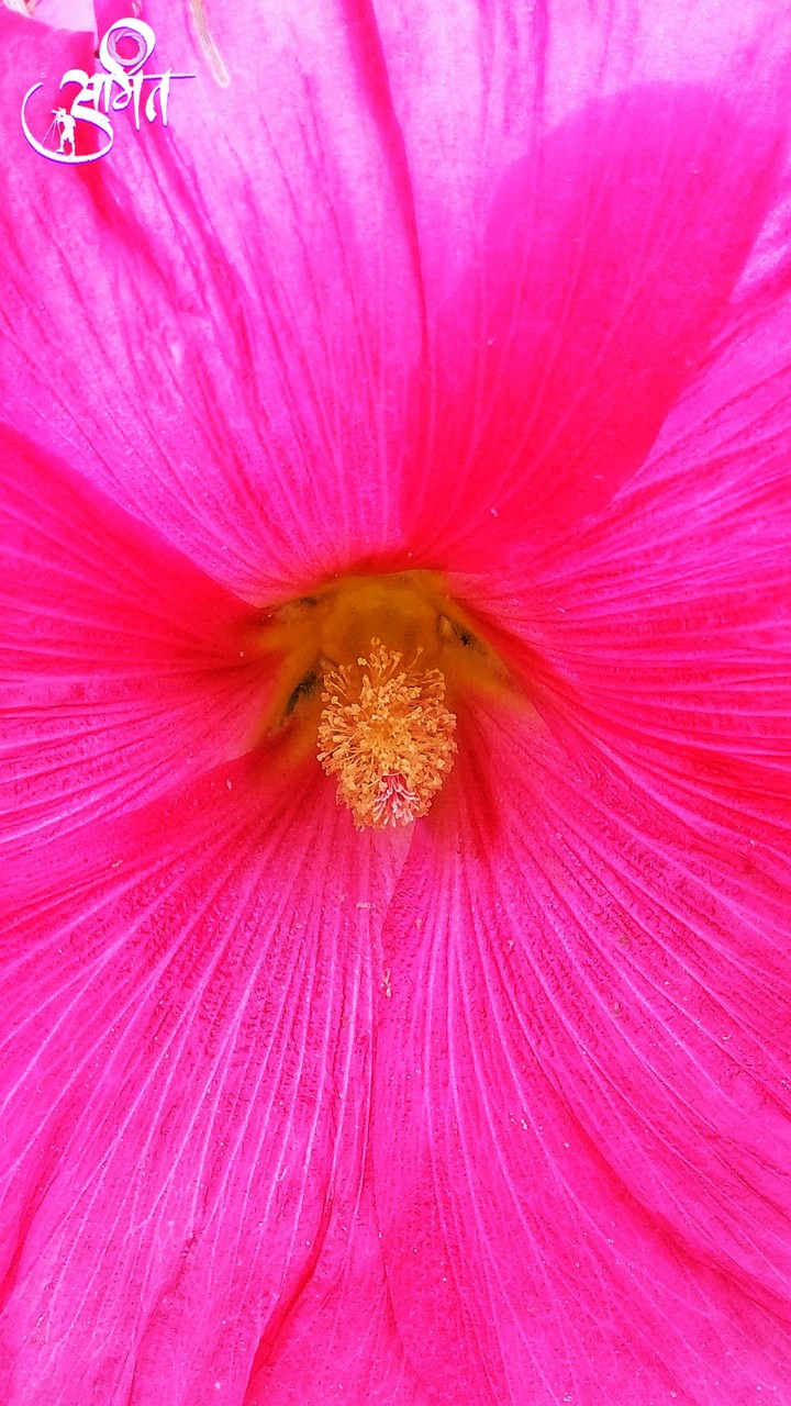 Hollyhocks