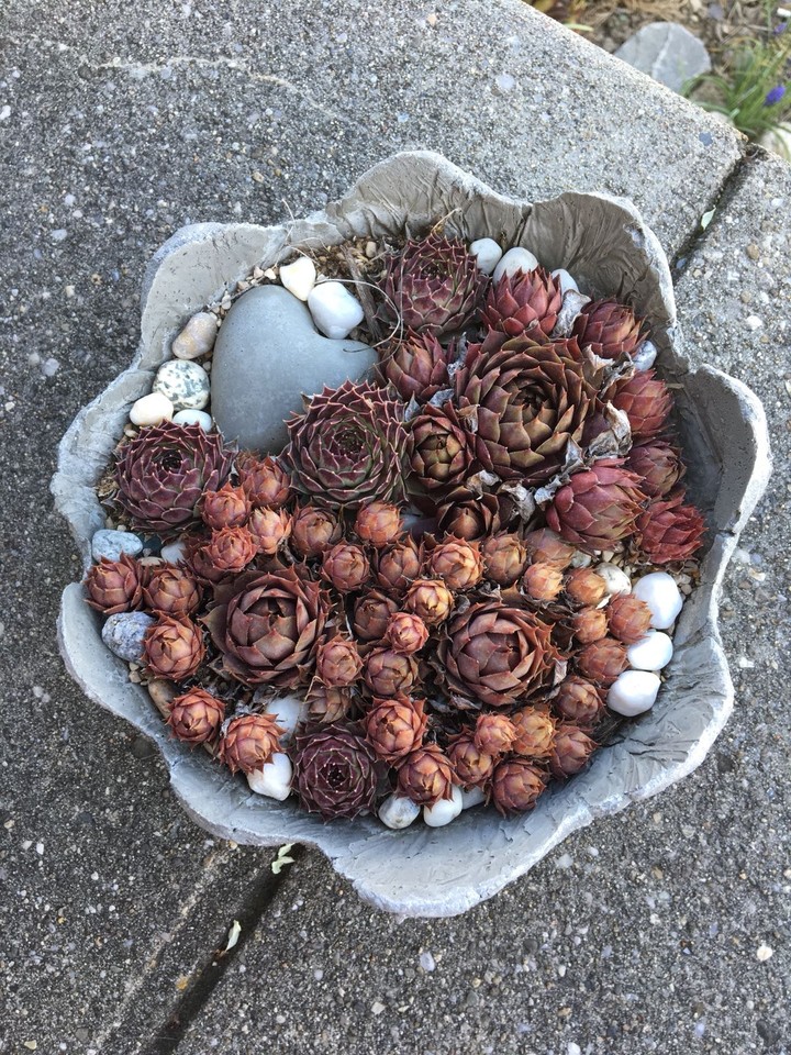 Plant