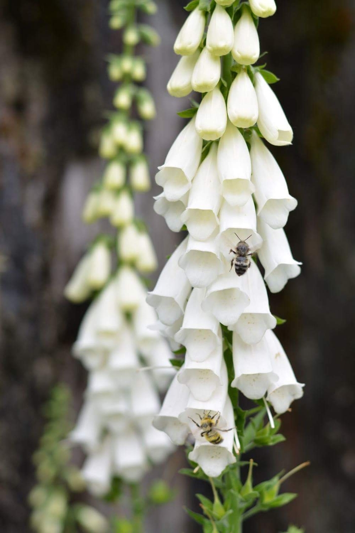 Bees
