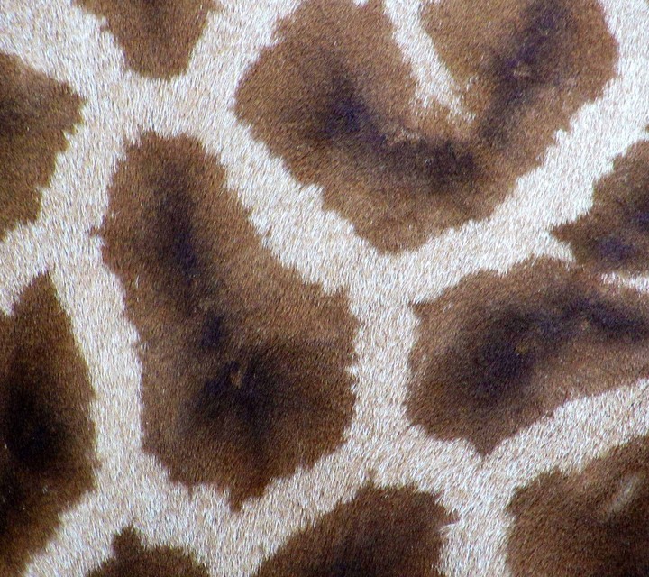 cheeta print