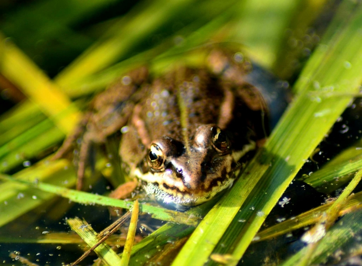 Frog