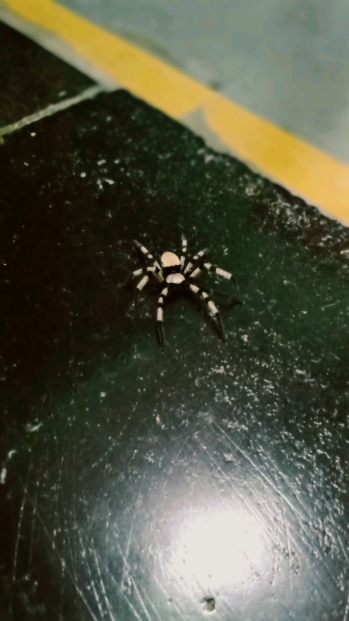 spider
