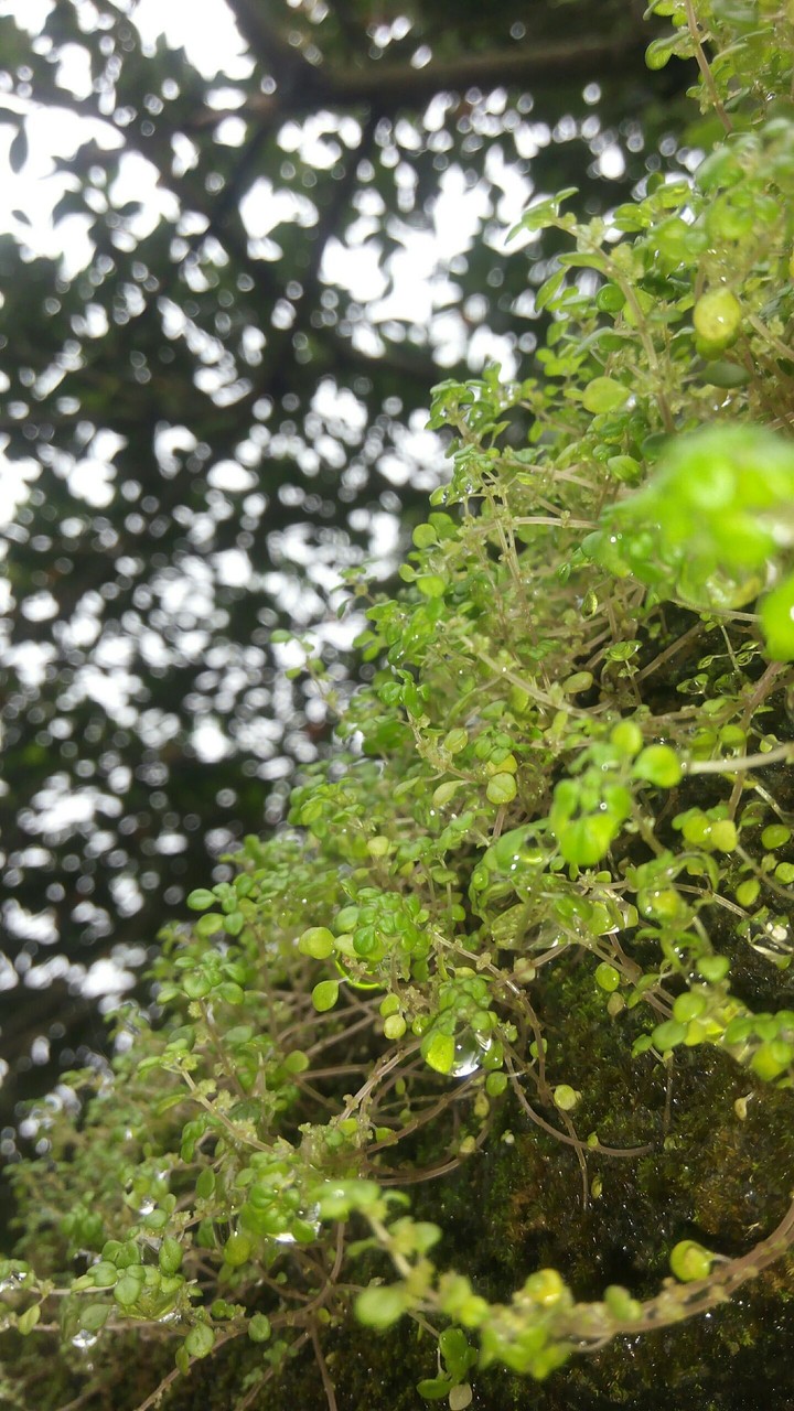 land_plant