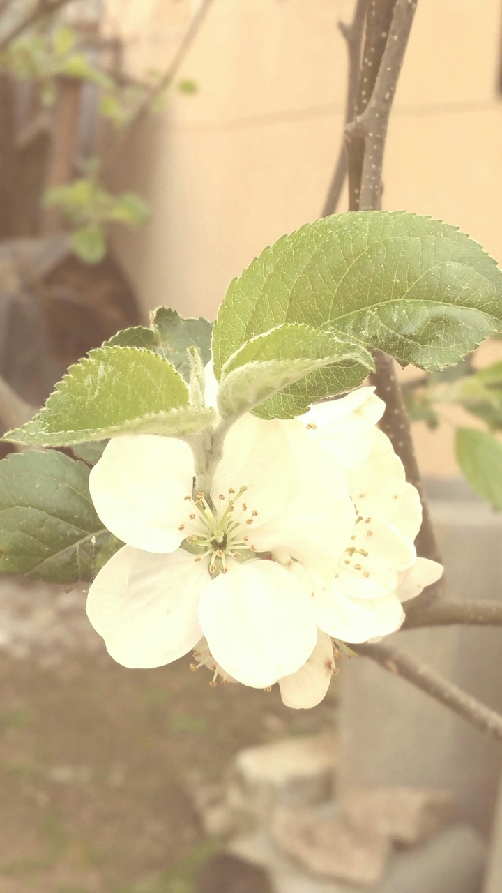 Spring is coming