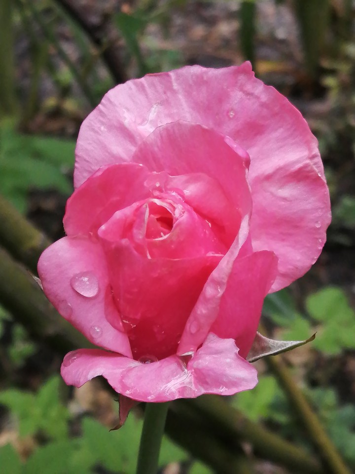 Blume