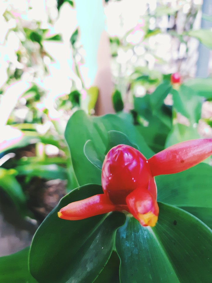 flores