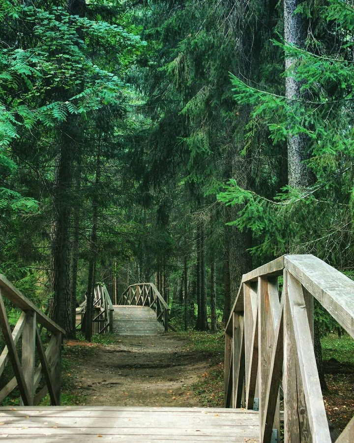Forest